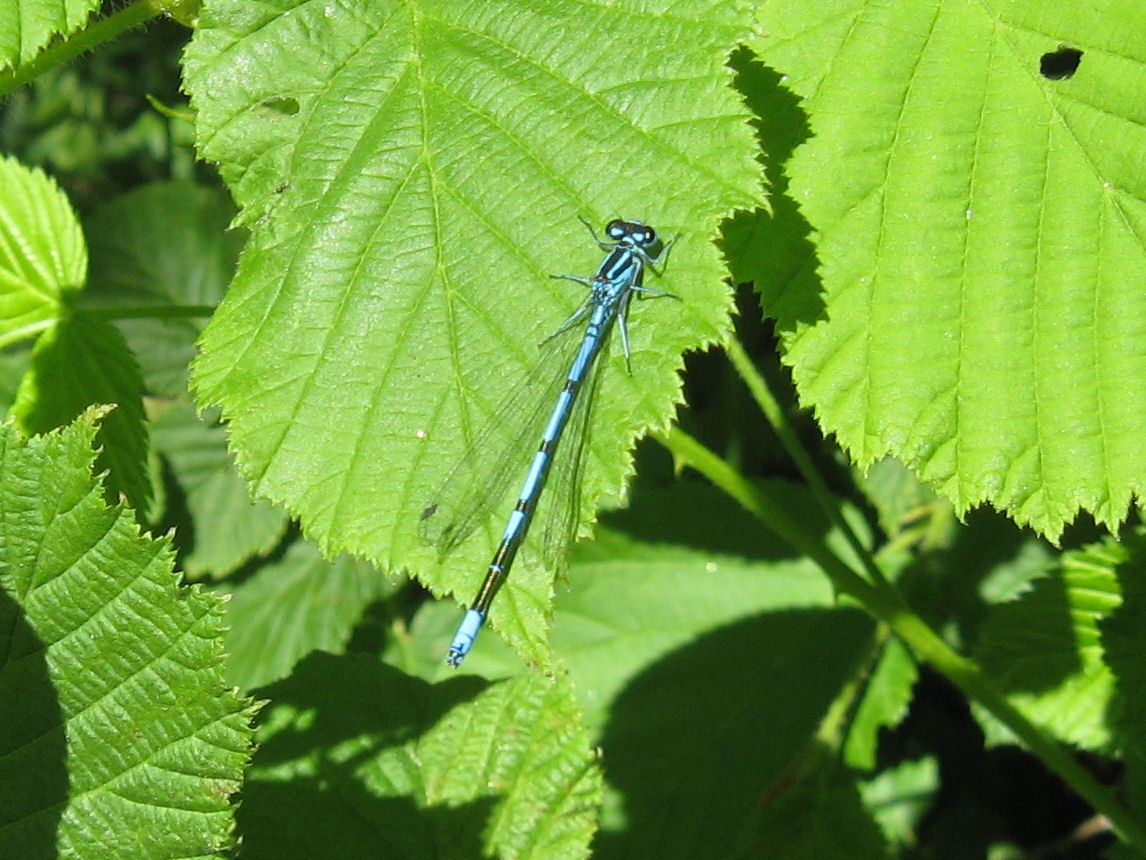 Libellula di Ortanella (LC)